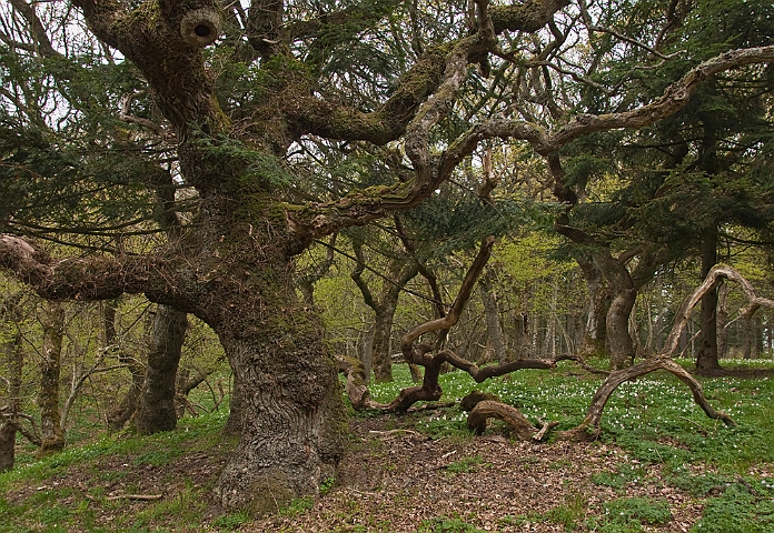 WAH014250.jpg - Løvskov (Hardwood Forest) Livø