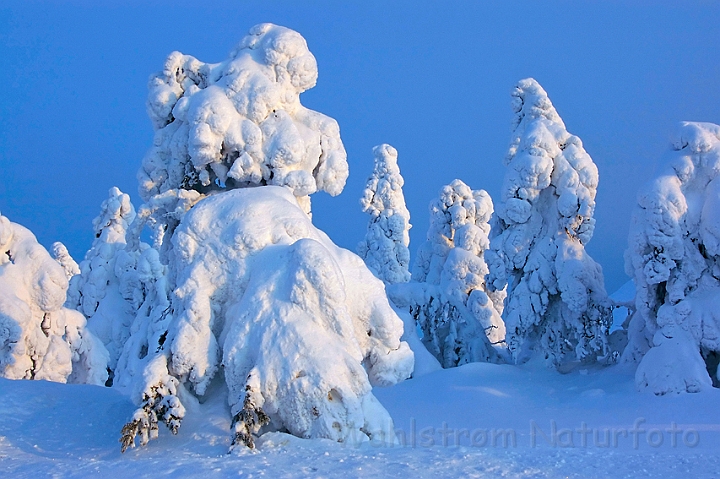 WAH001702.jpg - Vinterlandskab  (Winter Landscape) Kuusamo, Finland