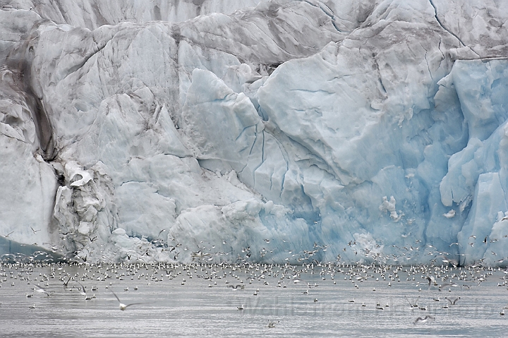 WAH005870.jpg - Monaco gletcher (Monaco Glacier) Svalbard 