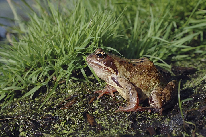 WAH003962P.jpg -  Butsnudet frø (Common Frog)