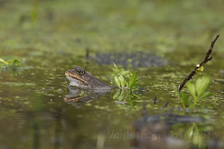 WAH007011.jpg - Butsnudet frø (Common Frog)