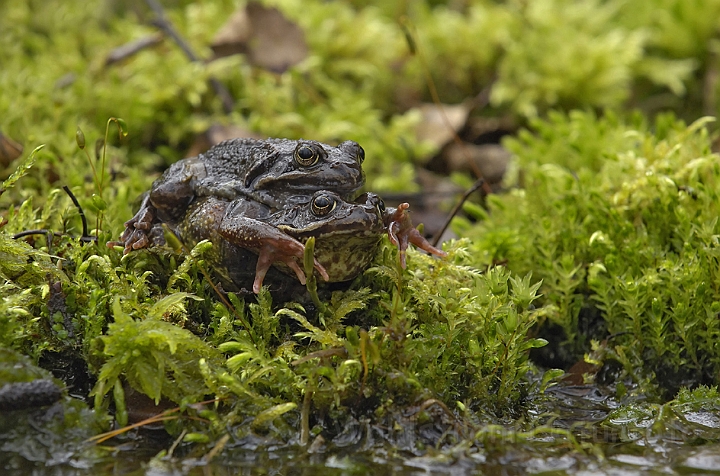 WAH007065P.jpg - Butsnudede frøer (Common Frogs)