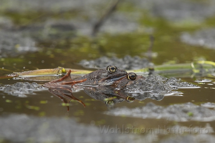 WAH007074P.jpg - Butsnudede frøer (Common Frogs)