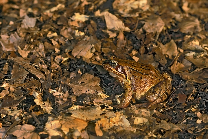 WAH008342.jpg - Butsnudet frø (Common Frog)