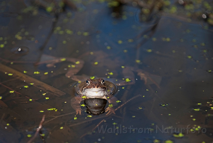 WAH010367.jpg - Butsnudet frø (Common Frog)