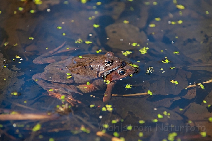 WAH010380.jpg - Butsnudede frøer i amplexus (Common Frogs in amplexus)