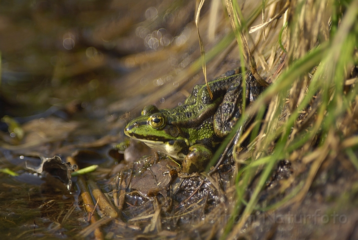 WAH007091POL.jpg - Grøn frø (Edible Frog)