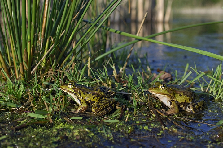 WAH007116.jpg - Grønne frøer (Edible Frogs)