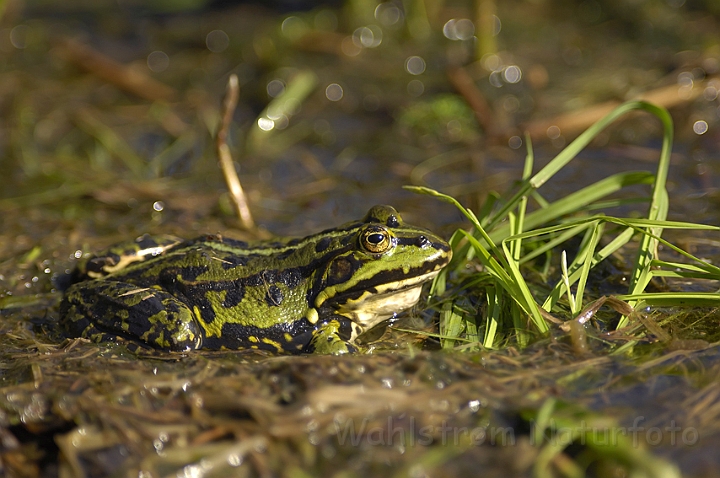 WAH007121Pol.jpg - Grøn frø (Edible Frog)