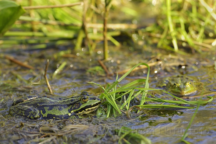 WAH007137.jpg - Grøn frø (Edible Frog)