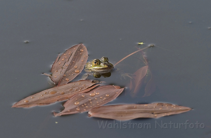 WAH009654.jpg - Grøn frø (Edible Frog)