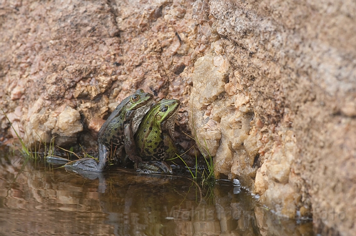 WAH009656.jpg - Grønne frøer (Edible Frogs)