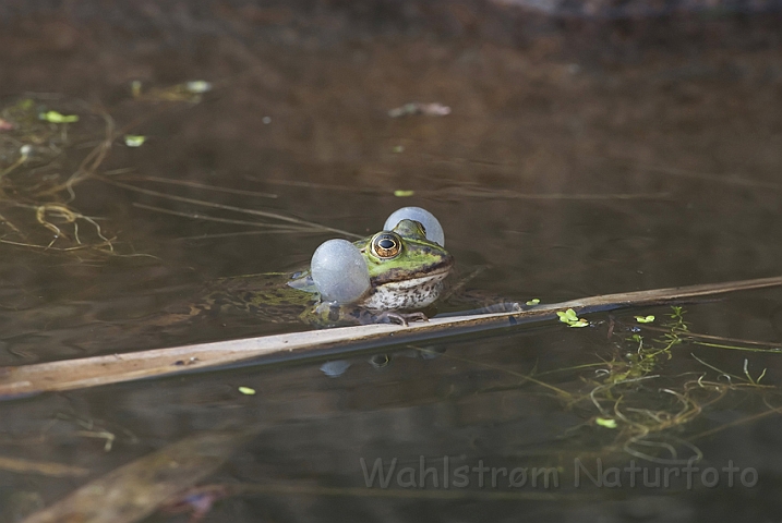 WAH009663.jpg - Kvækkende grøn frø (Croaking Edible Frog)