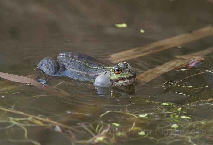 WAH009673.jpg - Kvækkende grøn frø (Croaking Edible Frog)