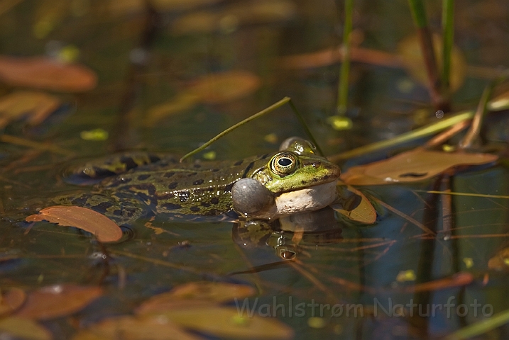 WAH020127.jpg - Grøn frø (Edible Frog)