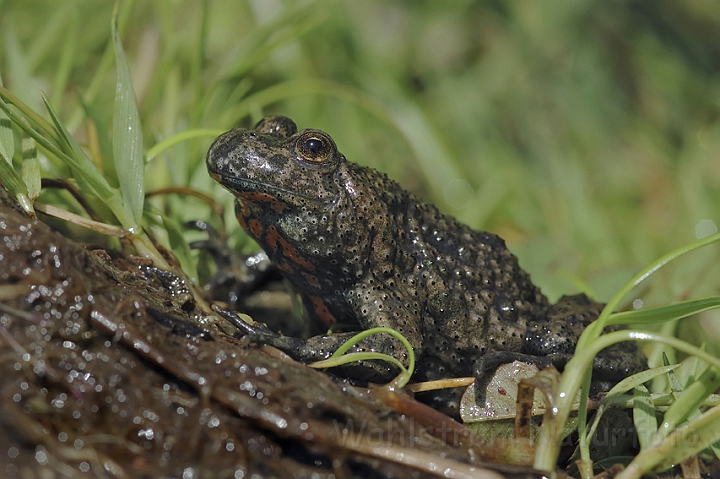 WAH003561P.jpg - Klokkefrø (Fire-bellied Toad)