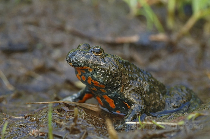 WAH003566P.jpg - Klokkefrø (Fire-bellied Toad)