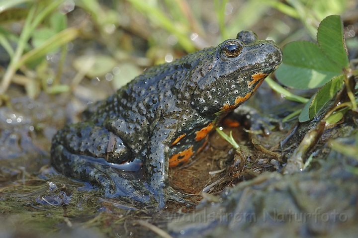 WAH003573P.jpg - Klokkefrø (Fire-bellied Toad)