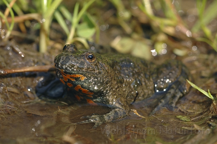 WAH003582P.jpg - Klokkefrø (Fire-bellied Toad)