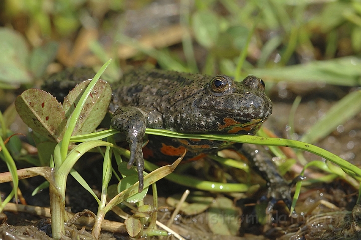 WAH003606P.jpg - Klokkefrø (Fire-bellied Toad)