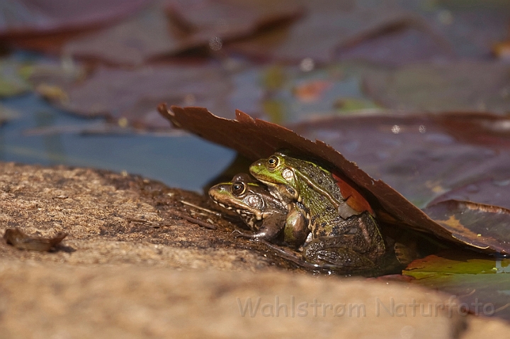 WAH009447.jpg - Latterfrø og grøn frø (Marsh frog and Edible frog)