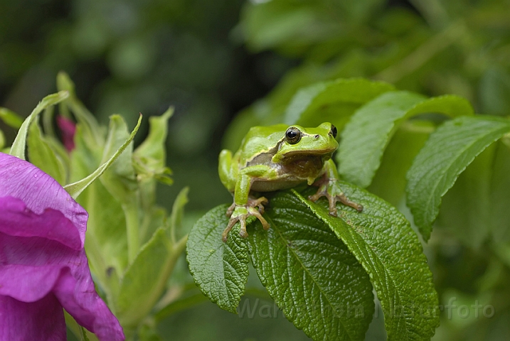 WAH006748.jpg - Løvfrø (Tree Frog)