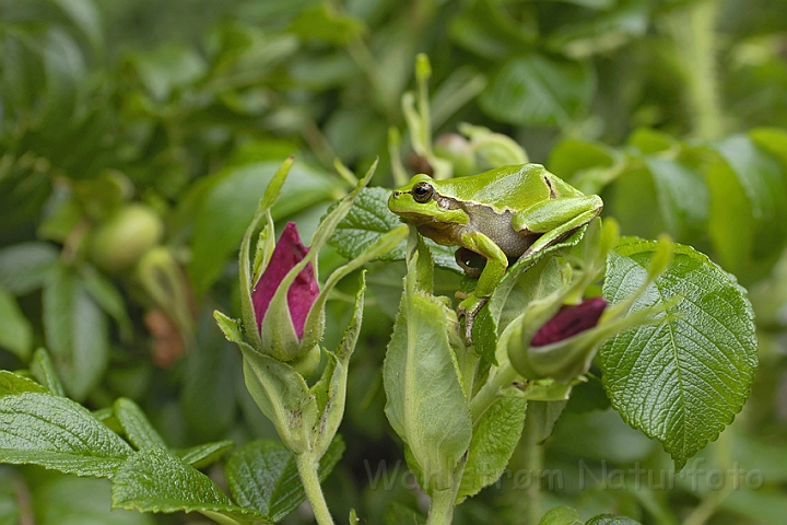 WAH006751.jpg - Løvfrø (Tree Frog)