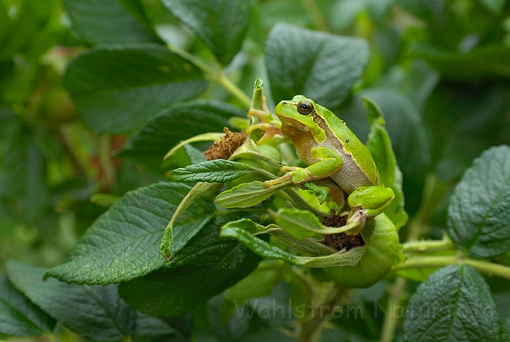 WAH006757.jpg - Løvfrø (Tree Frog)