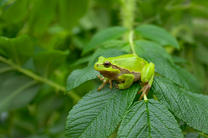 WAH006764.jpg - Løvfrø (Tree Frog)