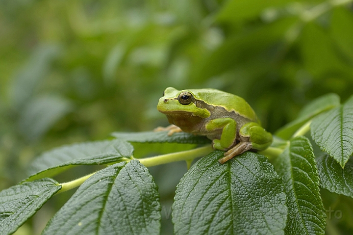 WAH006768.jpg - Løvfrø (Tree Frog)