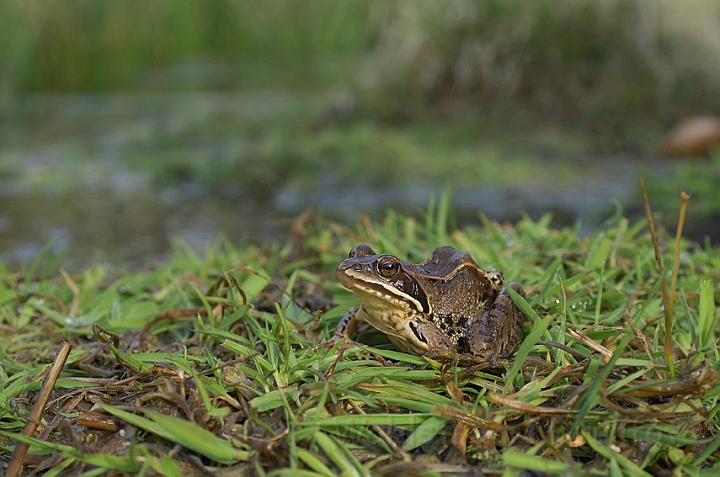 WAH007088.jpg - Spidssnudet frø (Moor Frog)