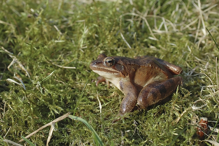 WAH002823.jpg - Springfrø (Agile Frog)