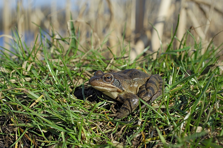 WAH006911.jpg - Springfrø (Agile Frog)