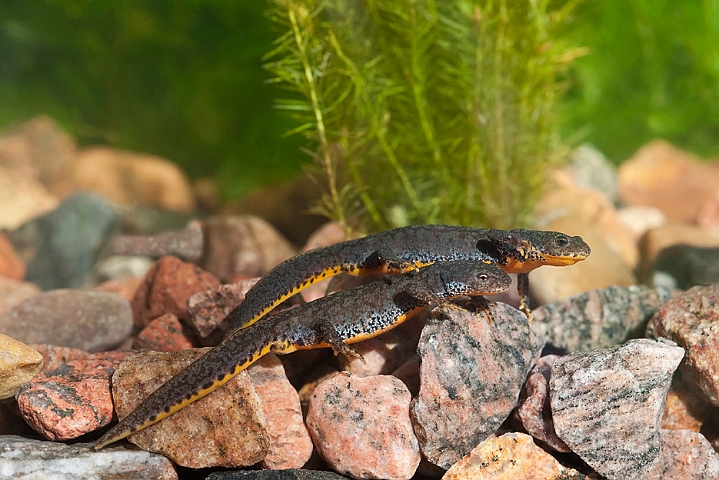 WAH023039.jpg - Bjergsalamandere, hunner (Alpine Newts, females)