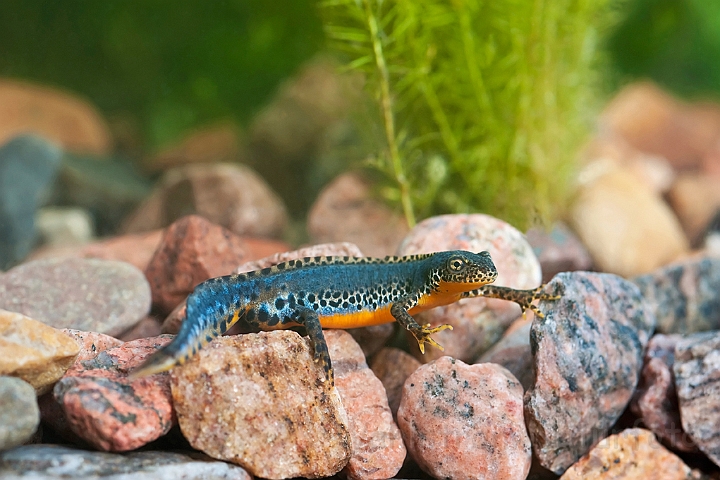 WAH023052.jpg - Bjergsalamander, han (Alpine Newt, male)