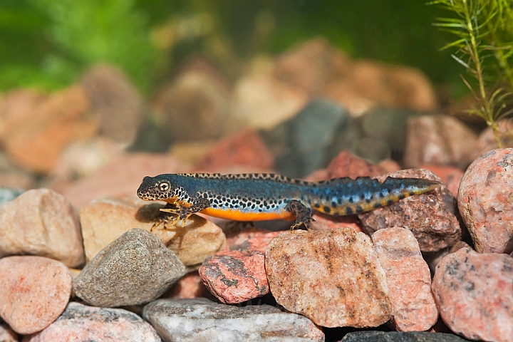 WAH023063.jpg - Bjergsalamander, han (Alpine Newt, male)