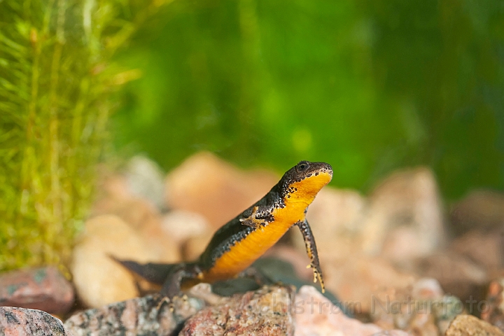 WAH023077.jpg - Bjergsalamander, hun (Alpine Newt, female)