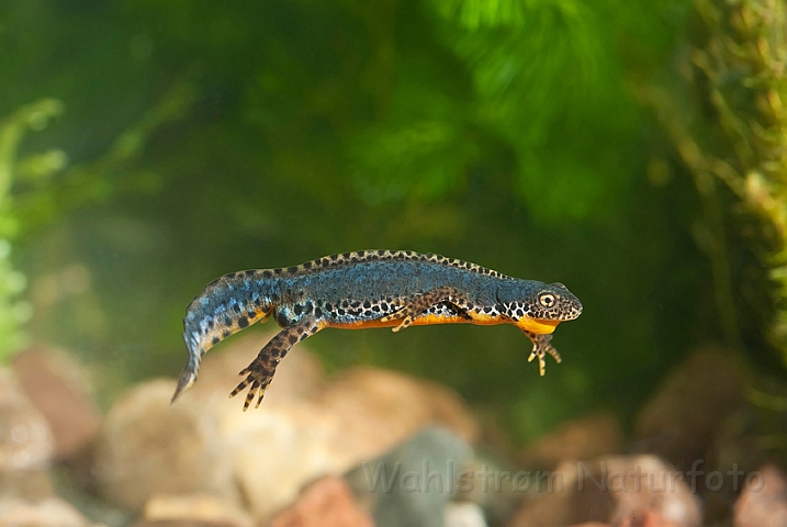 WAH023083.jpg - Bjergsalamander, han (Alpine Newt, male)