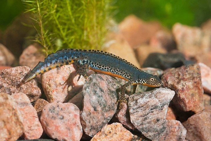 WAH023085.jpg - Bjergsalamander, han (Alpine Newt, male)