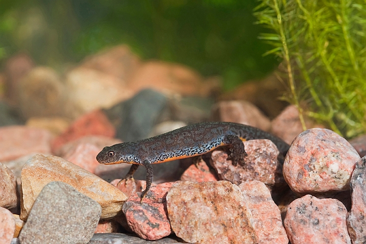 WAH023107.jpg - Bjergsalamander, hun (Alpine Newt, female)