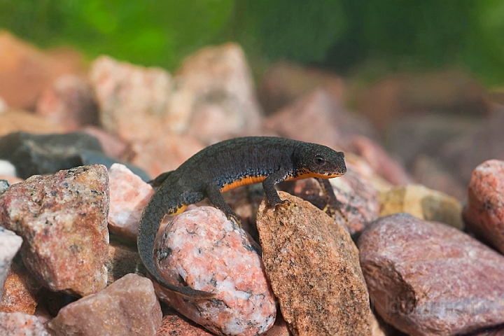 WAH023125.jpg - Bjergsalamander, hun (Alpine Newt, female)