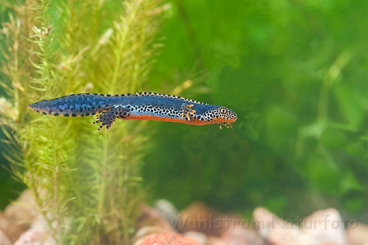 WAH023153.jpg - Bjergsalamander, han (Alpine Newt, male)