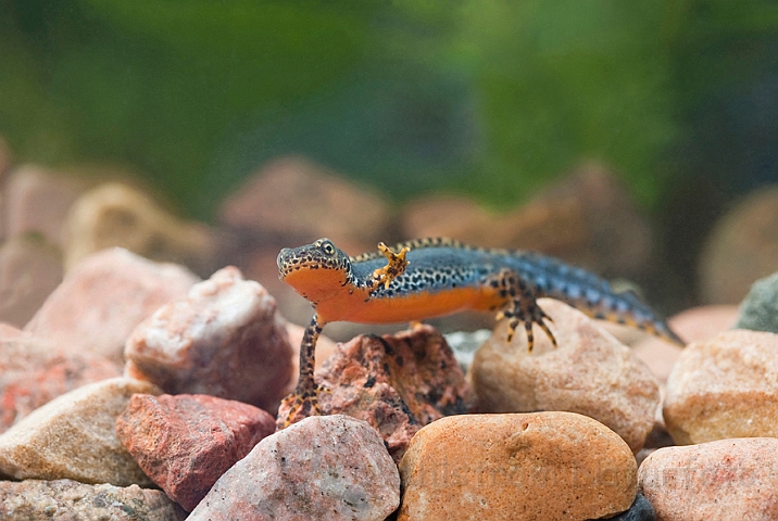 WAH023238.jpg - Bjergsalamander, han (Alpine Newt, male)