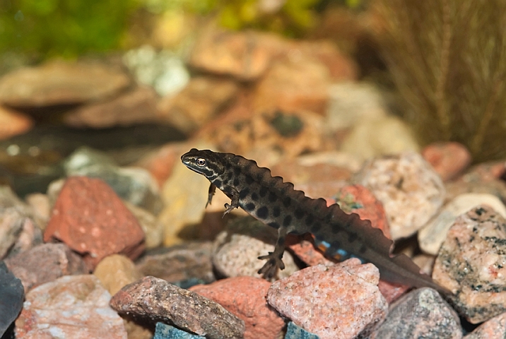 WAH012987.jpg - Lille vandsalamander, han (Common Newt, male)