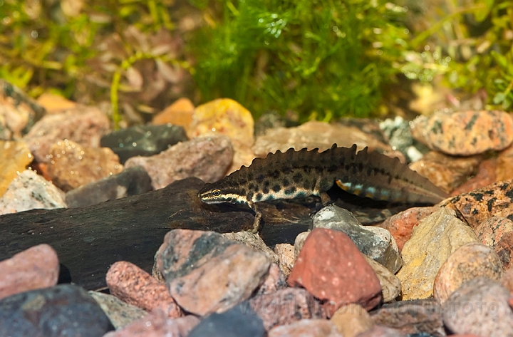 WAH013013.jpg - Lille vandsalamander, han (Common Newt, male)