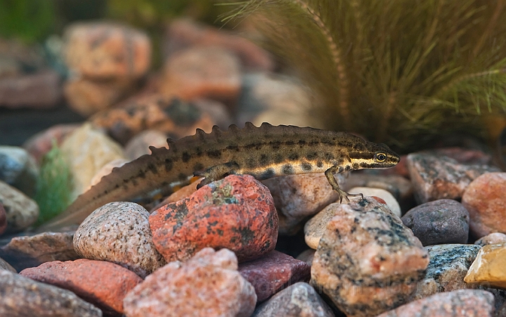 WAH013018.jpg - Lille vandsalamander, han (Common Newt, male)