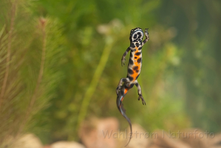 WAH013019.jpg - Lille vandsalamander, han (Common Newt, male)