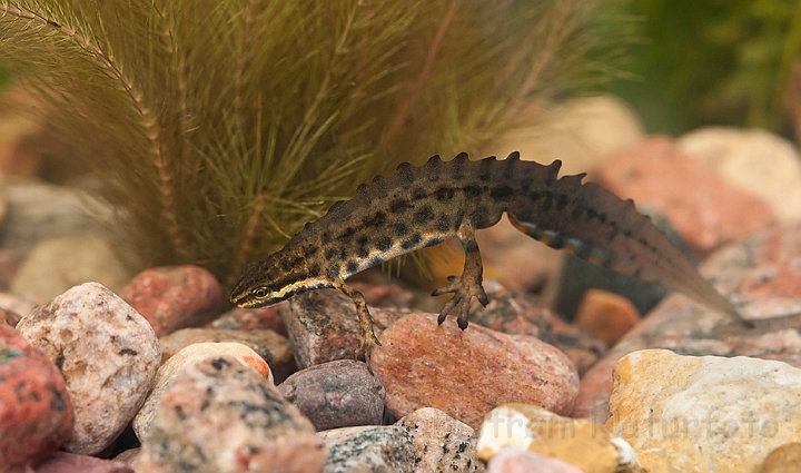 WAH013021.jpg - Lille vandsalamander, han (Common Newt, male)