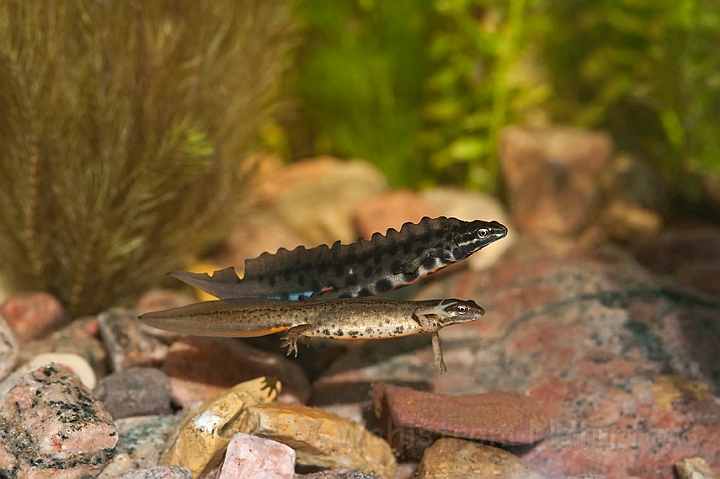 WAH013039.jpg - Lille vandsalamander (Common Newt)