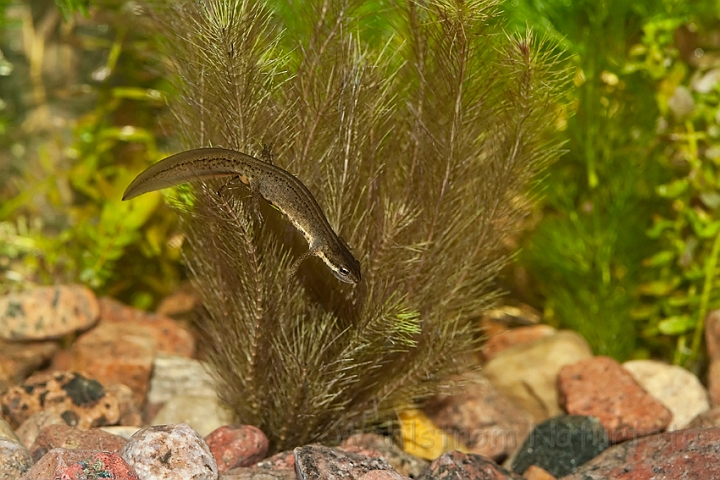 WAH013041.jpg - Lille vandsalamander, hun (Common Newt, female)